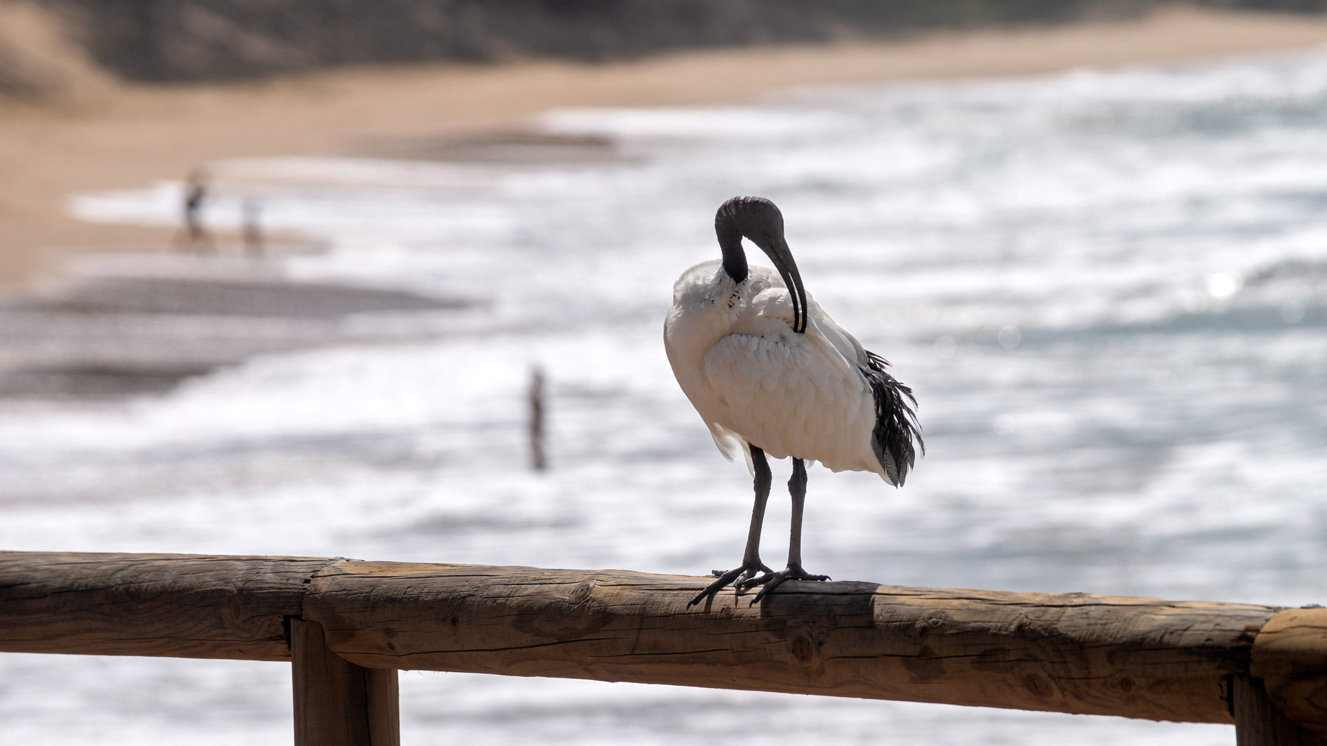 Australibis oder auch Molukkenibis und Australischer Weißibis genannt